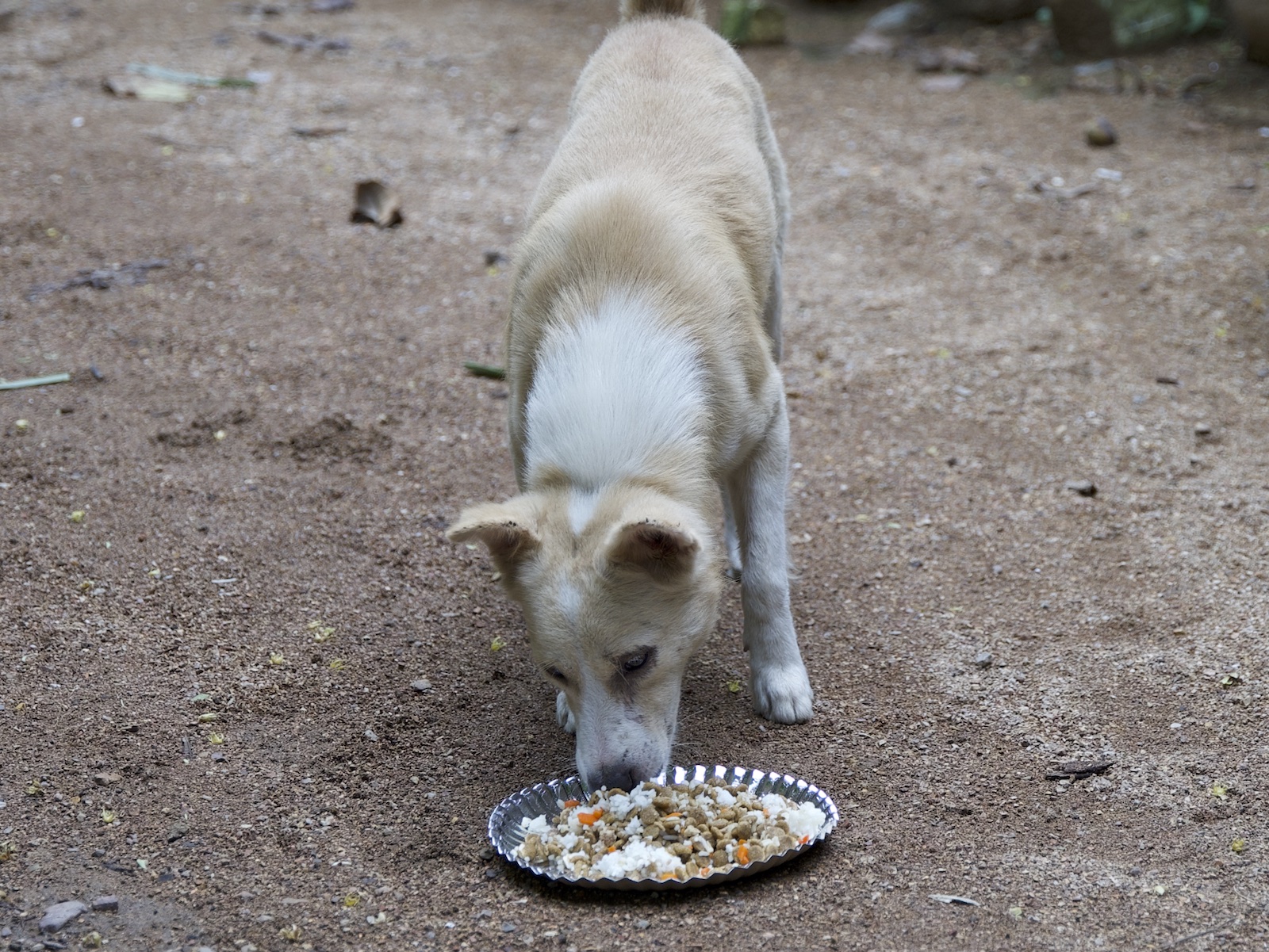 Stray Feeding Program